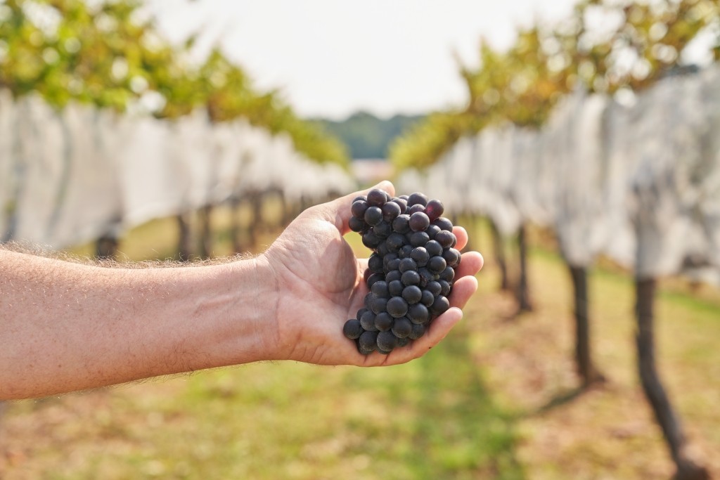 A hand holds a bunch of dark grapes in a vineyard on a sunny day, with vines in the background.
