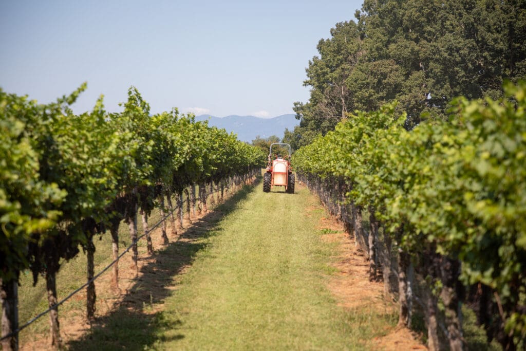 A tractor drives between rows of grapevines in a vineyard on a sunny day.