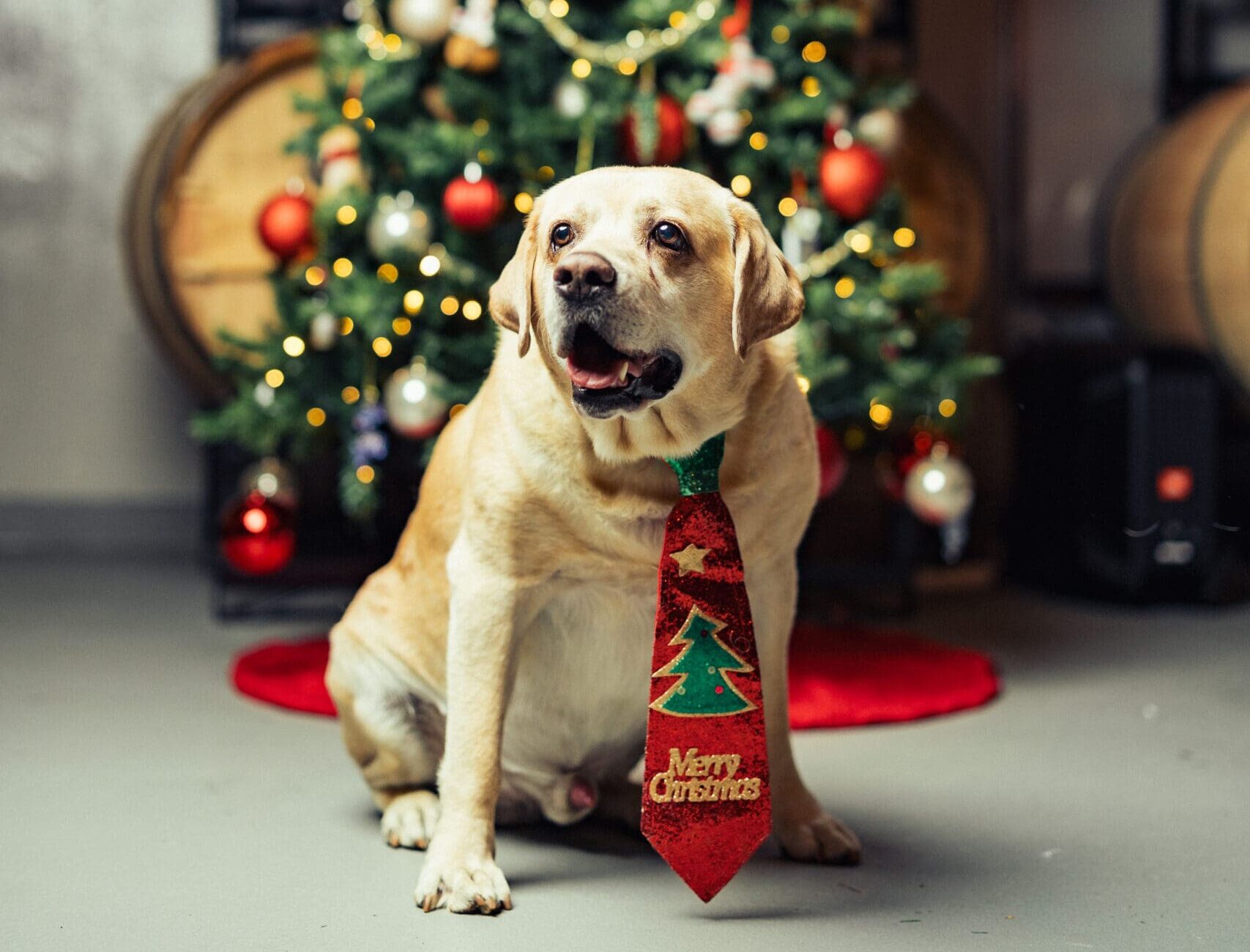 SOLD OUT Winter Wonderland Gala Mountain Brook Vineyards sold-out-winter-wonderland-gala-mountain-brook-vineyards