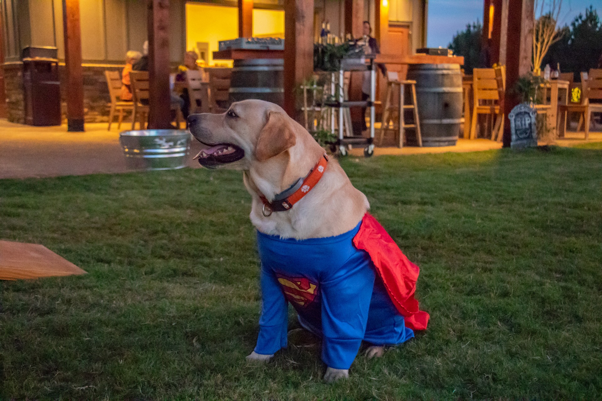 Kids & Dogs Halloween Costume Contest